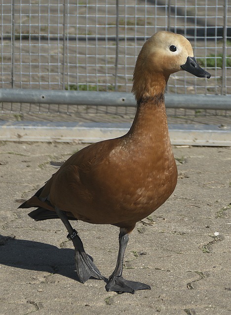 生涯