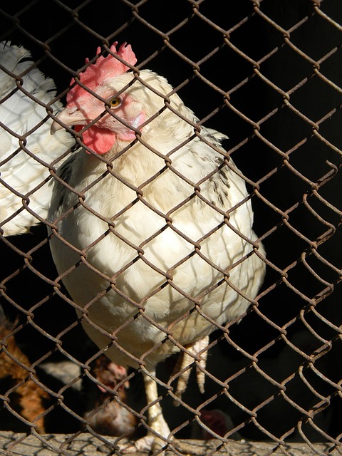 世锦赛开票 世锦赛开票