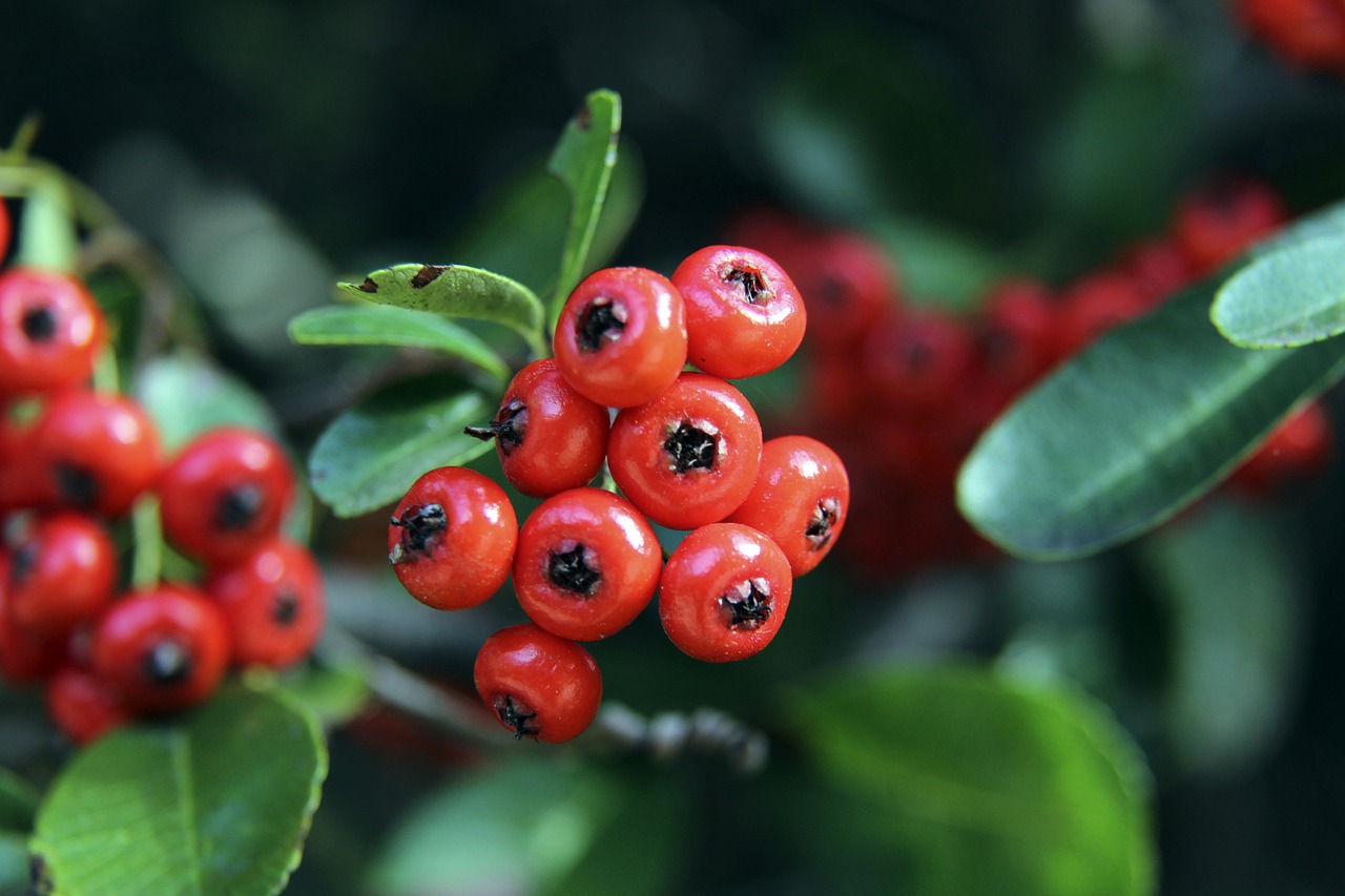 左边锋不仅 左边锋不仅